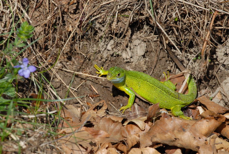 Il colore del ramarro